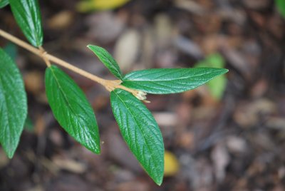 Viburnum x pragense - kalina pražská - list